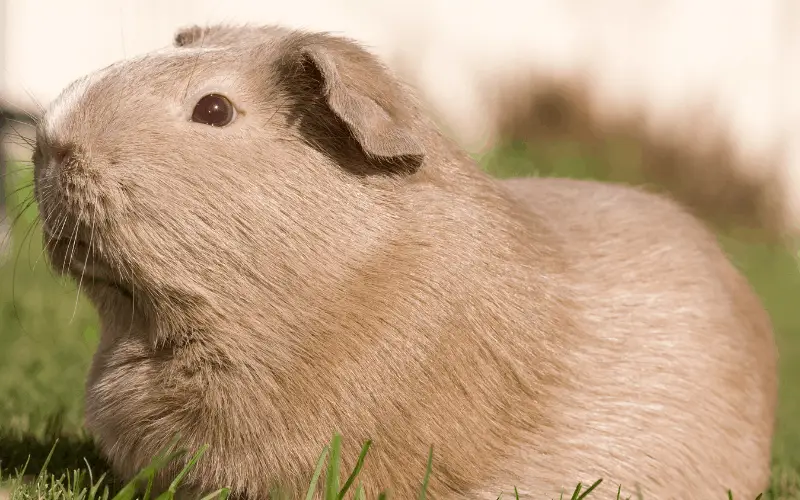 How To Stop Your Guinea Pig From Screaming