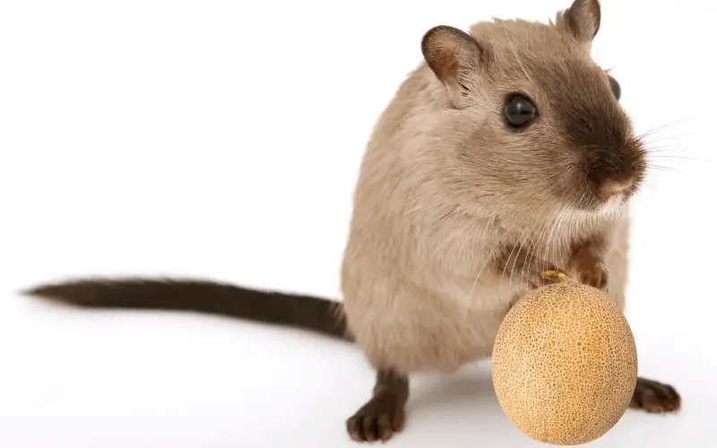 Is Cantaloupe Healthy For All Kinds Of Hamsters