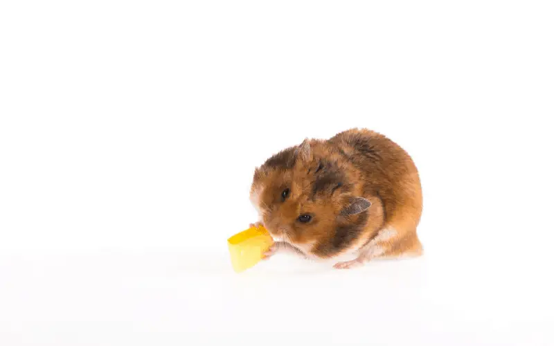 Is Cheese Good For Hamsters