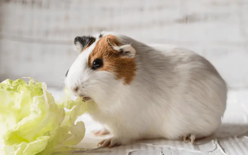 Is Lettuce the Right Balance Diet for Dwarf Hamsters