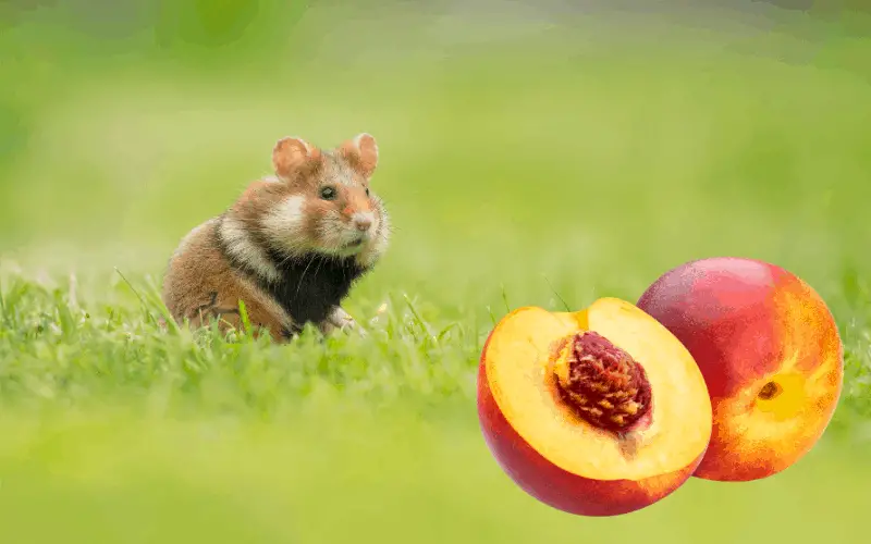 Is Nectarines Good for My Hamsters