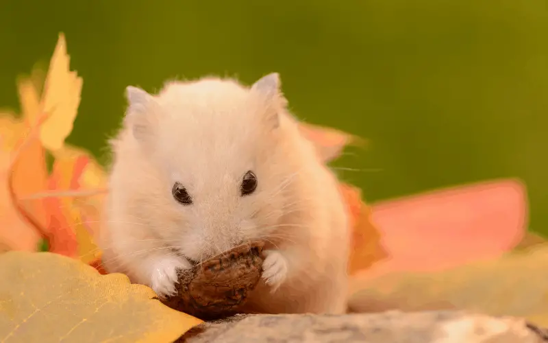 List of Fruits and Vegetable Hamsters Can Eat