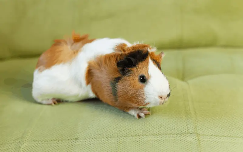 Other Ways To Tell If A Guinea Pig Likes You