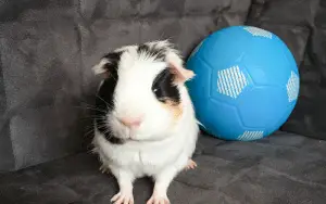 What Can Guinea Pigs Do | Things Guinea Pigs Can Do