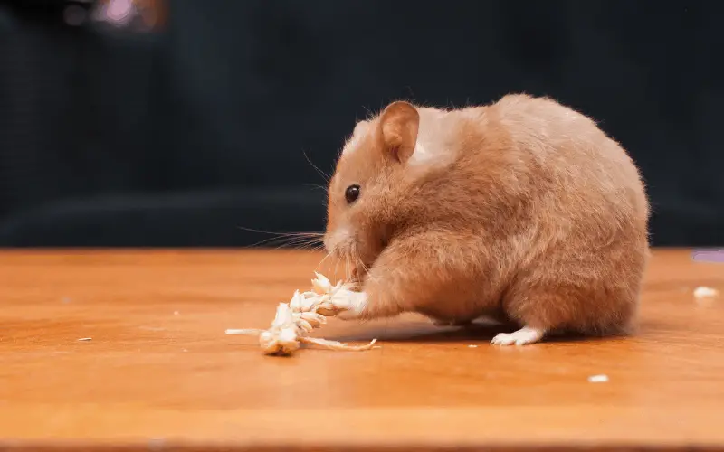 What Fruits Can Dwarf Hamsters Eat