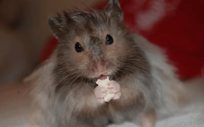 What Kind of Cheese Can Dwarf Hamsters Eat