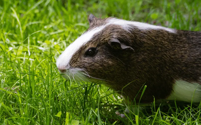What Wild Plants Can I Feed My Guinea Pig