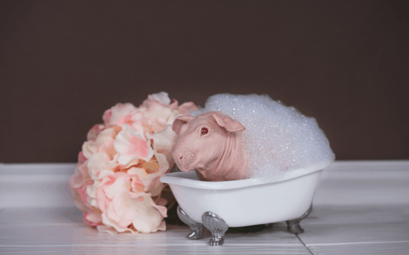 When It Is Important To Give Your Guinea Pig A Bath