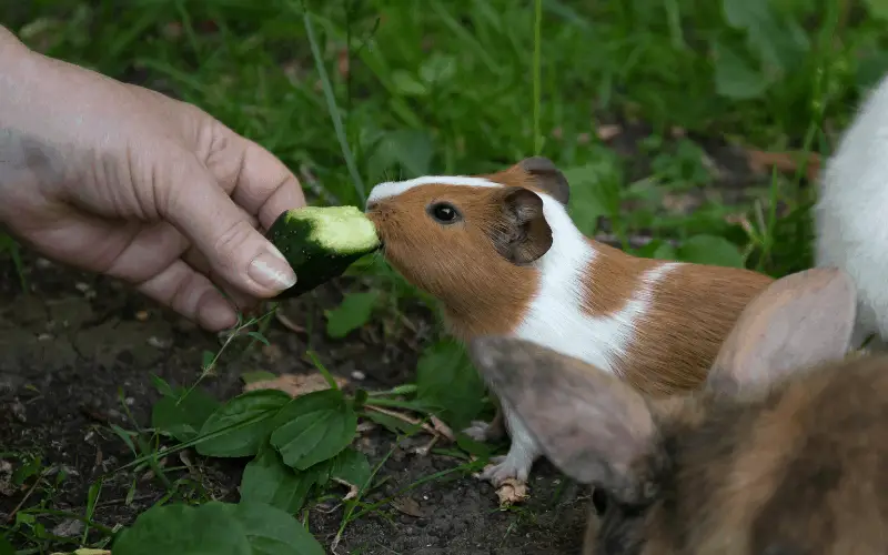 Why Are Guinea Pigs Always Hungry