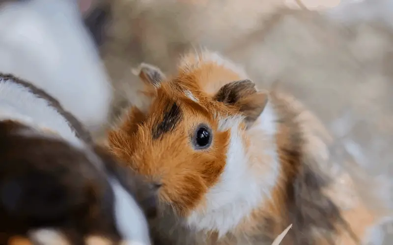 Why Do Guinea Pig Poop Smaller Than Usual