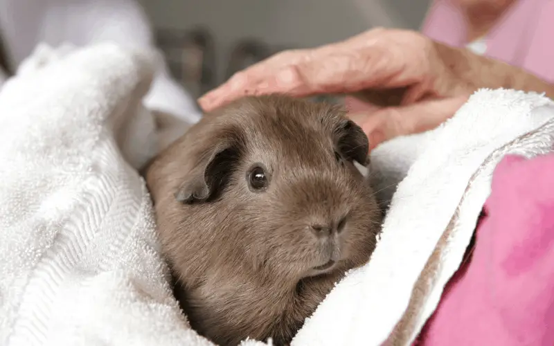 Why Your Guinea Pig Won't Allow You To Hold Him