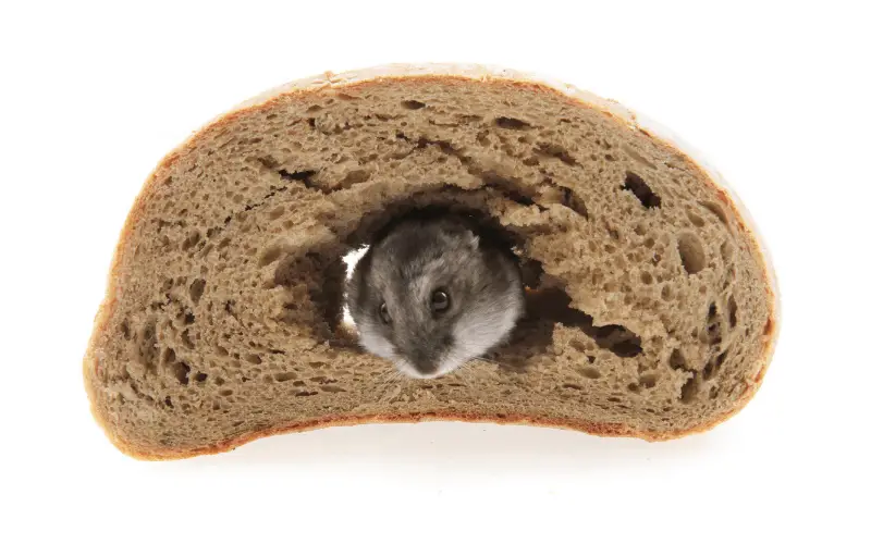 do hamsters like bread