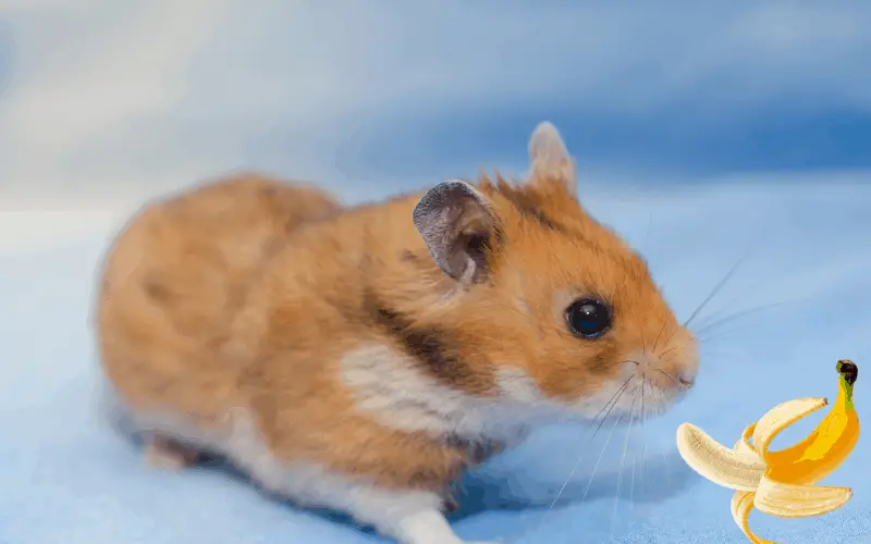 is banana good for syrian hamsters