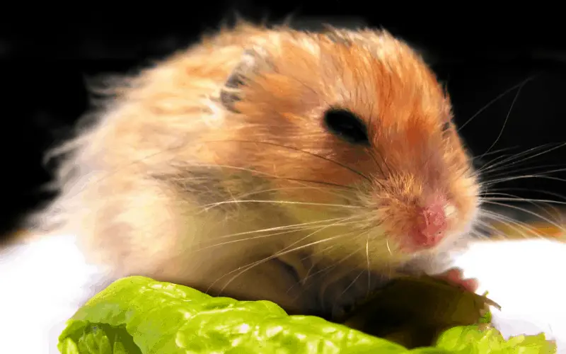is lettuce good for dwarf hamsters