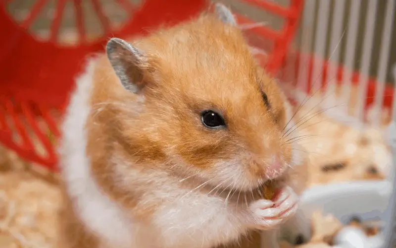 Are Peppers Good For Hamsters