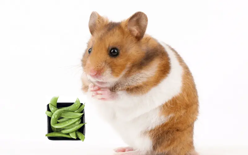 Can Hamsters Eat Sugar Snap Peas