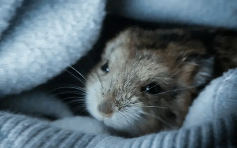 Can Hamsters Hibernate Because Of Cold