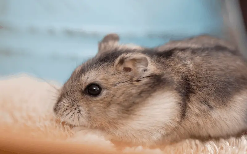 Djungarian Hamsters Lifespan