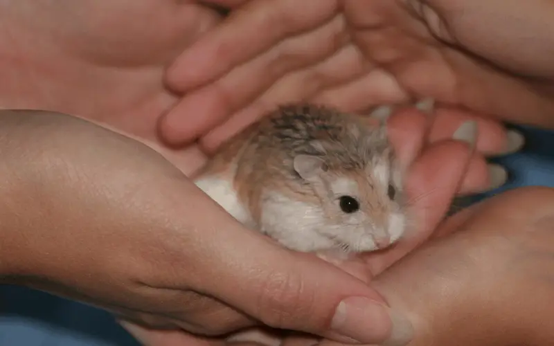 Health Problems in Dwarf Hamsters