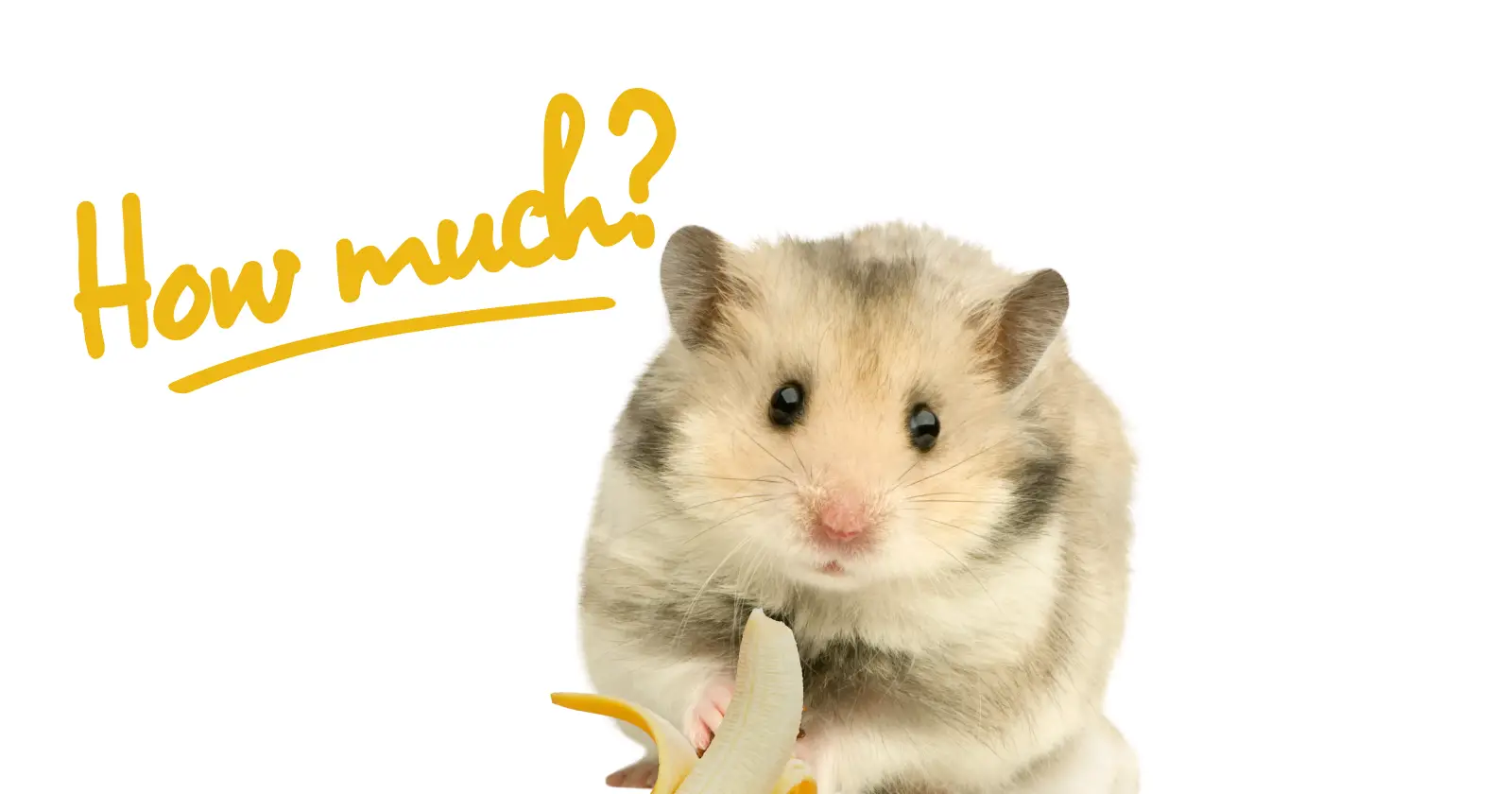 How Much Banana Can A Hamster Eat