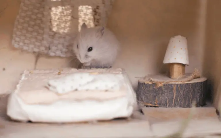 how-often-do-you-change-hamster-bedding