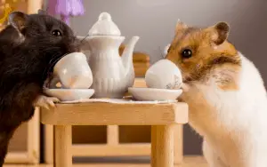 What Can Hamsters Drink | What Can Hamsters Drink