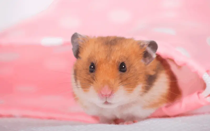 What Does A Hamsters Vision Look Like