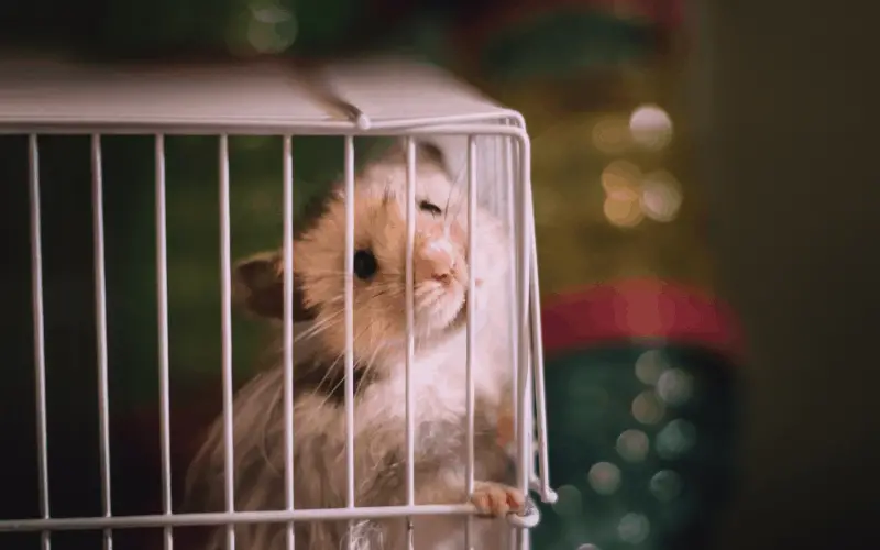 Why Should I Clean My Hamster’s Cage