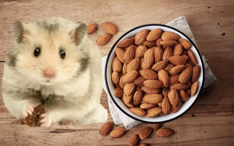 Can Hamsters Eat Almonds