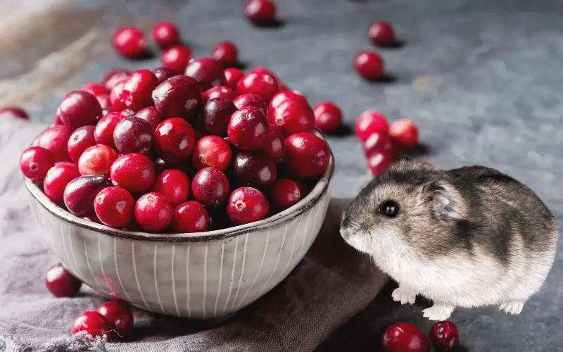 How Many Cranberries Should A Hamster Eat
