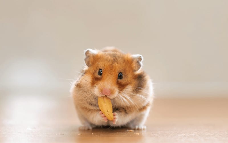 Risks of Feeding Your Hamsters Almonds
