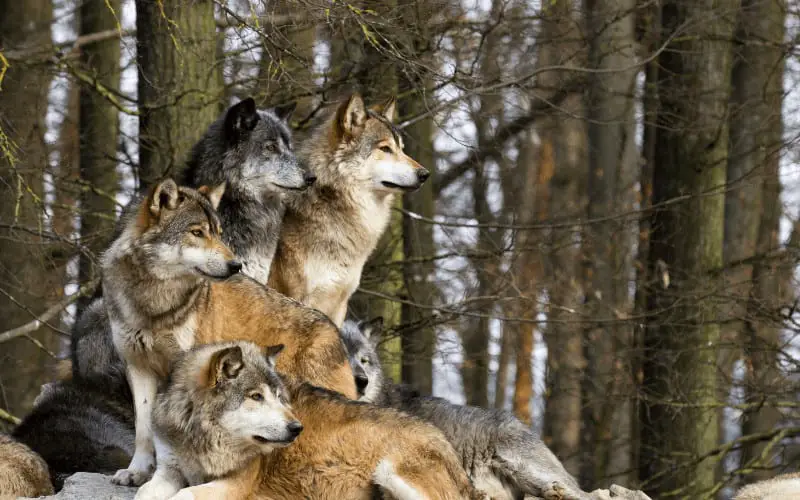 Do Wolves Need Humans To Survive