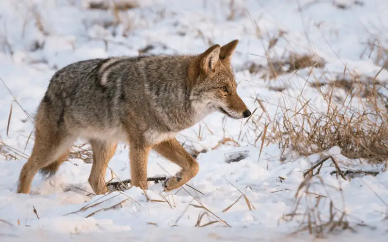 How to Domesticate Coyotes