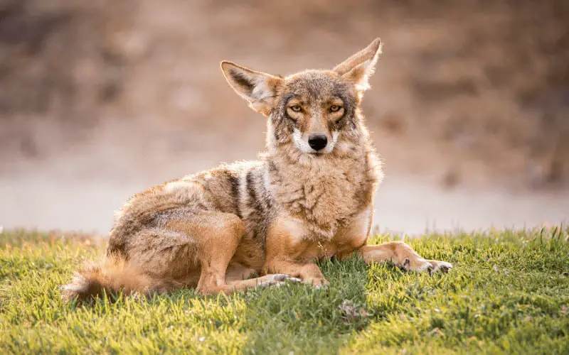 Why Coyotes Cannot Be Domesticated