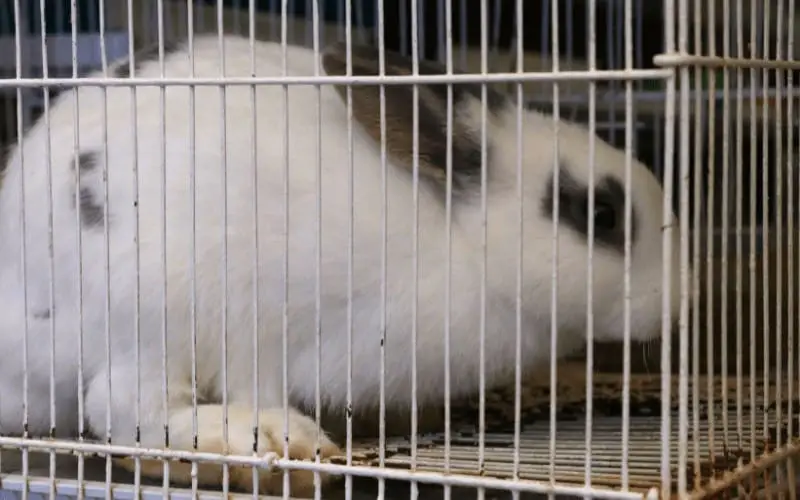 Can A Rabbit Stay In A Cage All Day
