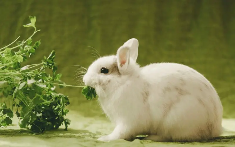 How Much Greens Should I Feed My Rabbit | Can Rabbits Eat Too Many Greens