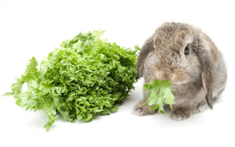 How Much Lettuce Should I Feed My Rabbit | Can Too Much Lettuce Kill A Rabbit