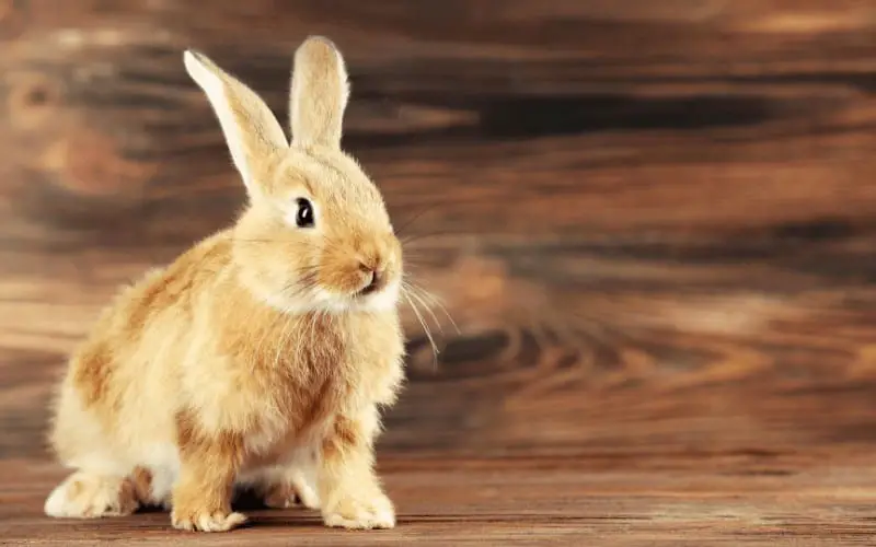 Can Rabbits Chew On Wood | Do Rabbits Need To Chew On Wood