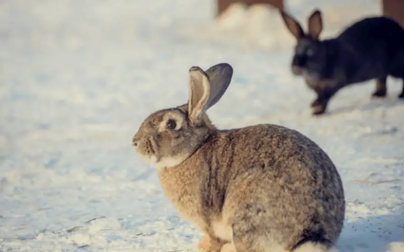 How Do I Know If My Rabbit Is Cold