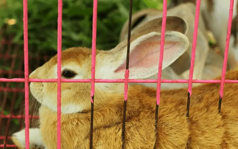 How Long Can You Keep A Rabbit In A Cage