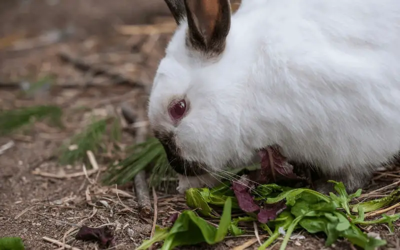 How Much Greens Should I Feed My Rabbit