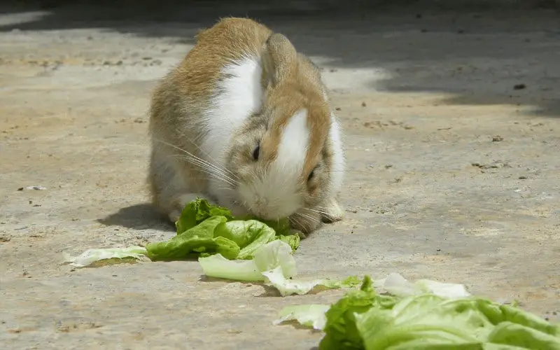 How Much Lettuce Should I Feed My Rabbit