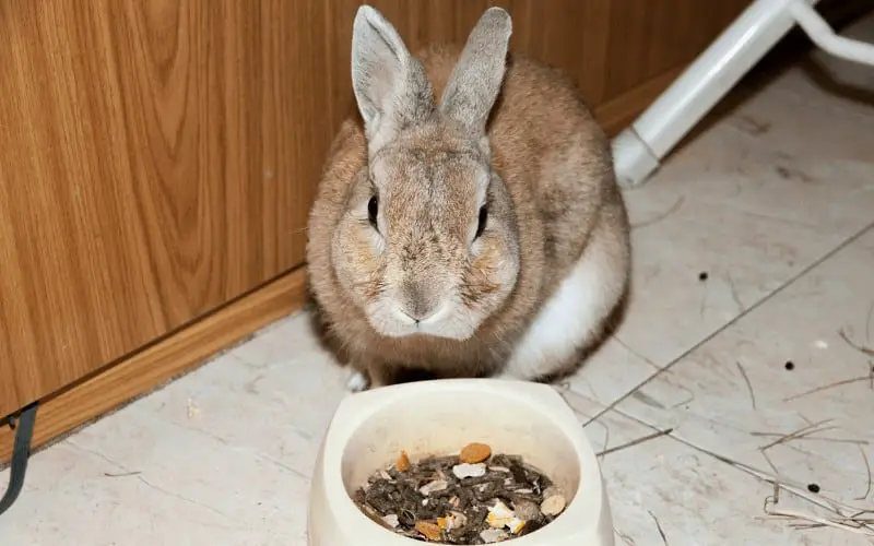 How Often Should I Feed My Bunny | How Much Should I Feed My Rabbit