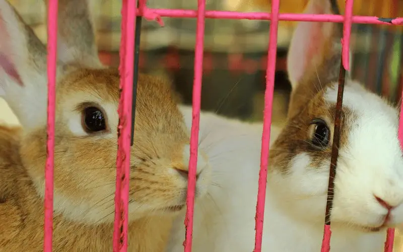 Lifespan Of A Rabbit In Captivity
