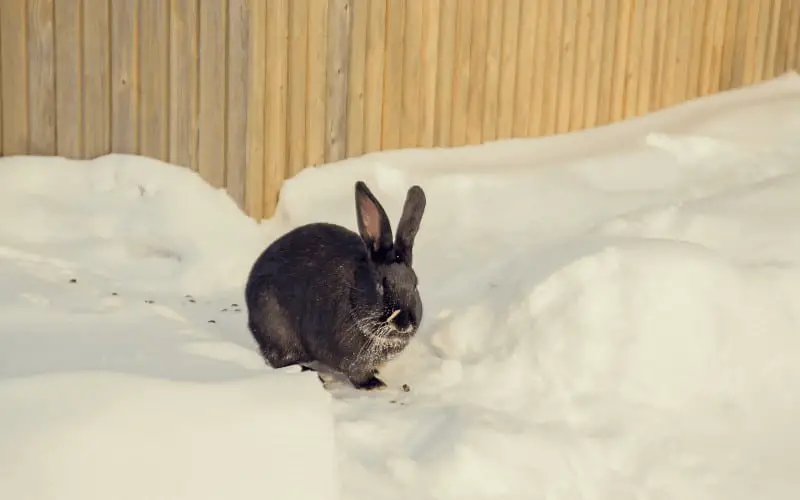 Do Rabbits Get Cold At Night | What Temperature Is Too Cold For Rabbits