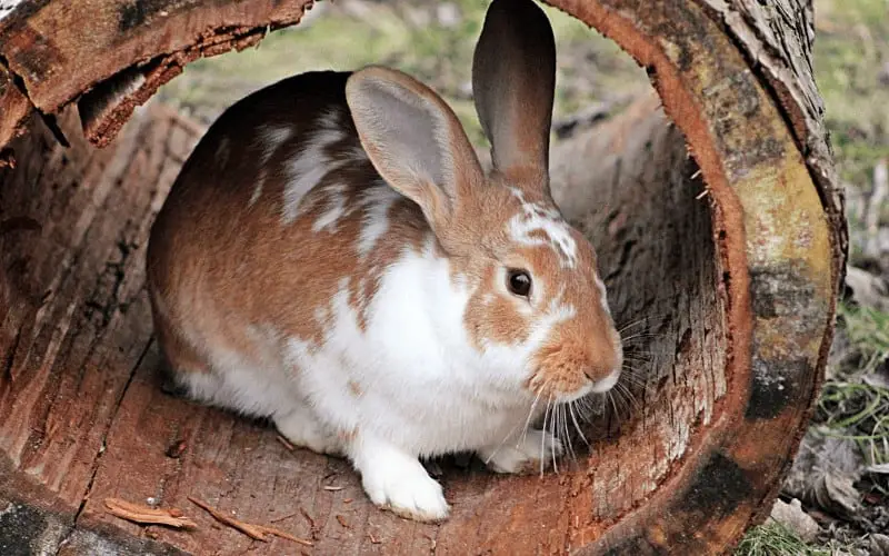 What Wood Is Safe For Rabbits To Chew