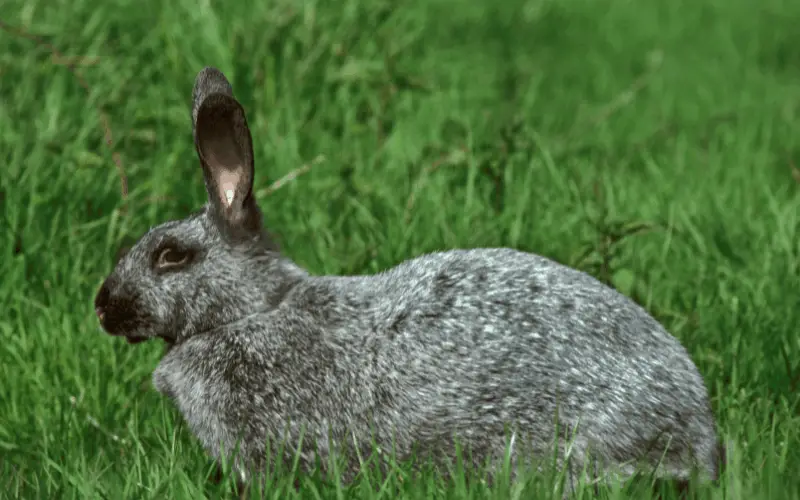 What Breed Of Rabbit Lives The Longest | Argente Rabbits