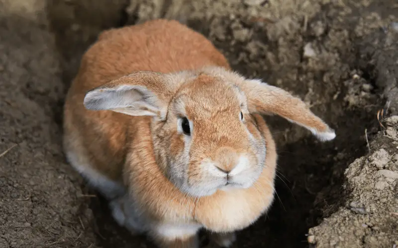 What Breed Of Rabbit Lives The Longest | Cinnamon Rabbits