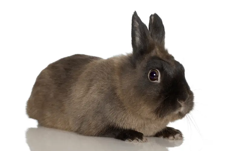 What Breed Of Rabbit Lives The Longest | Himalayan Rabbits