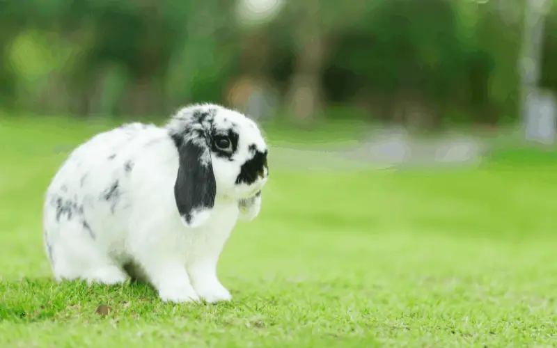 What Breed Of Rabbit Lives The Longest | Holland Lop Rabbits